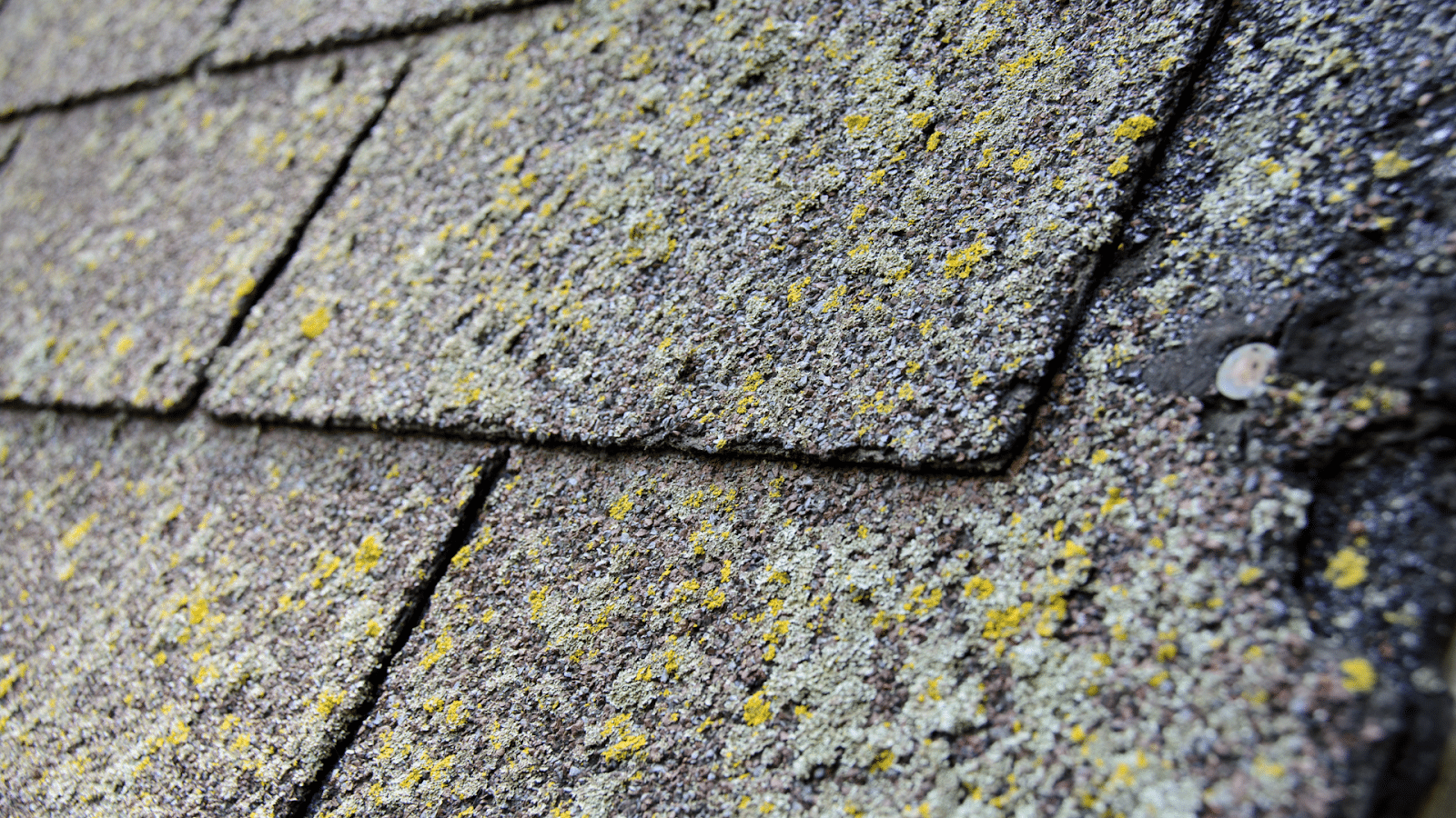 How Roof Algae Threatens Homes in Georgia—And What You Can Actually Do About It?